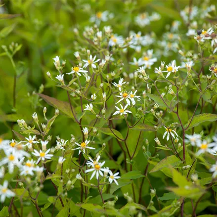 Aster divaricatus 'Tradescant'