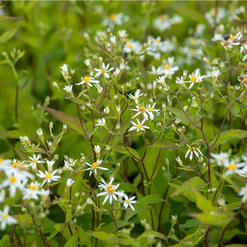 Aster divaricatus 'Tradescant'
