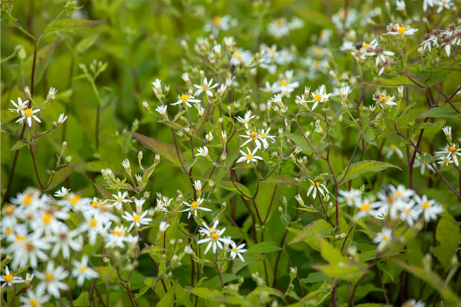 Aster divaricatus 'Tradescant'