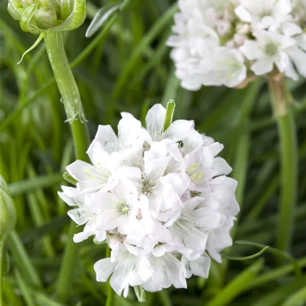 Armeria maritima 'Armada White'
