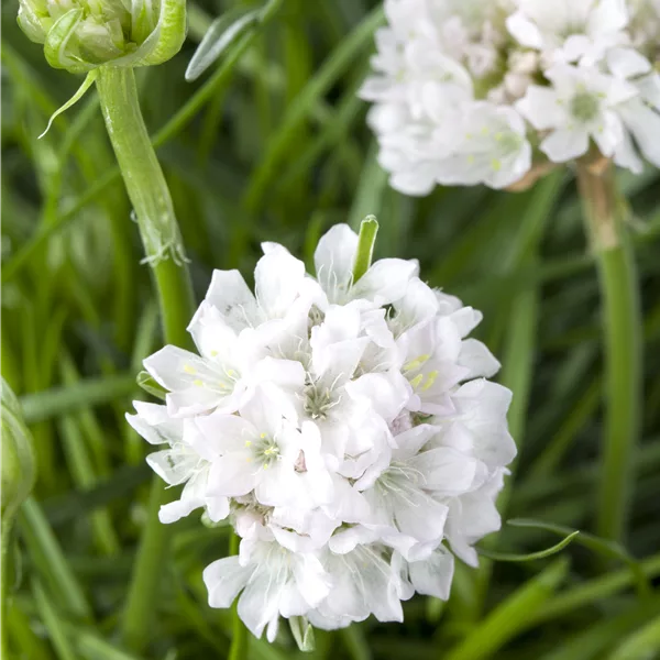 Armeria maritima 'Armada White'