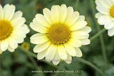 Anthemis hybrida 'Susanna Mitchel'