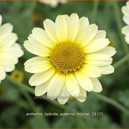Anthemis hybrida 'Susanna Mitchel'