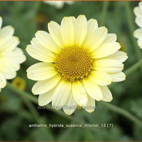 Anthemis hybrida 'Susanna Mitchel'