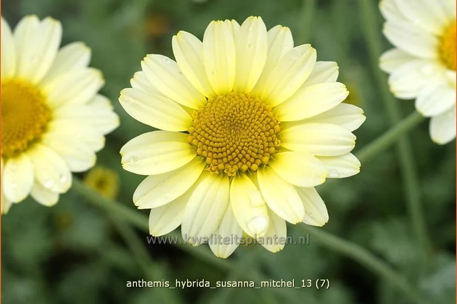 Anthemis hybrida 'Susanna Mitchel'
