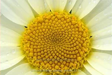 Anthemis hybrida 'Susanna Mitchel'