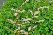 Aruncus aethusifolius 'Misty Lace'®