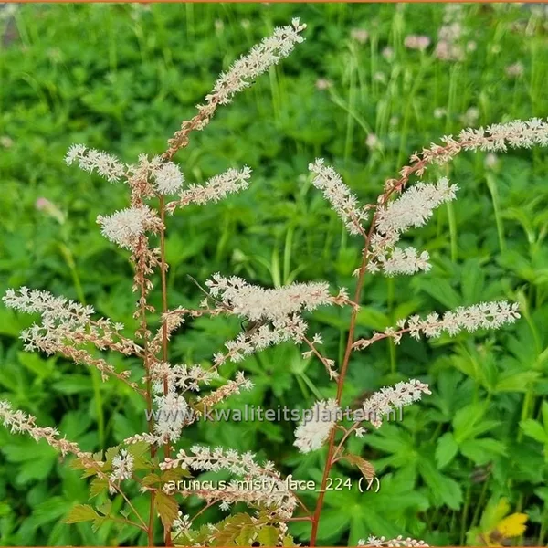 Aruncus aethusifolius 'Misty Lace'®