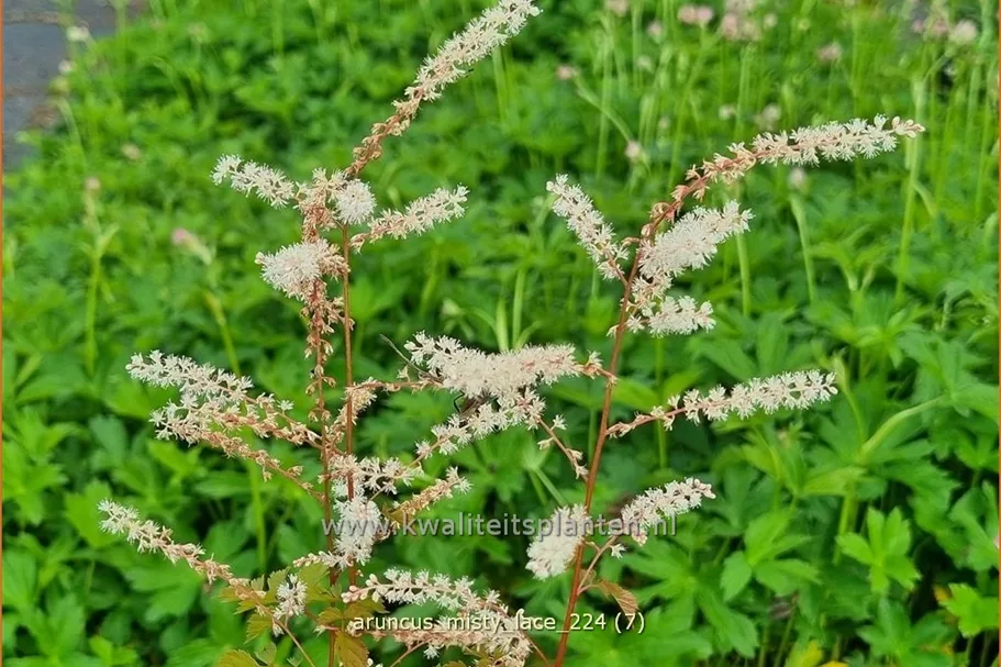 Aruncus aethusifolius 'Misty Lace'®