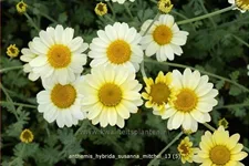 Anthemis hybrida 'Susanna Mitchel'