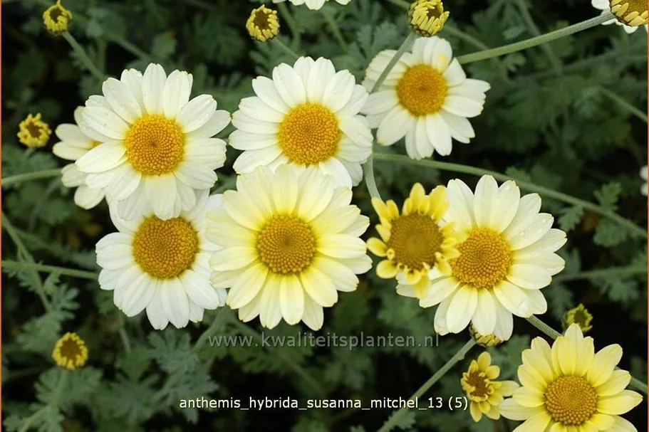 Anthemis hybrida 'Susanna Mitchel'
