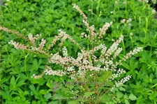 Aruncus aethusifolius 'Misty Lace'®