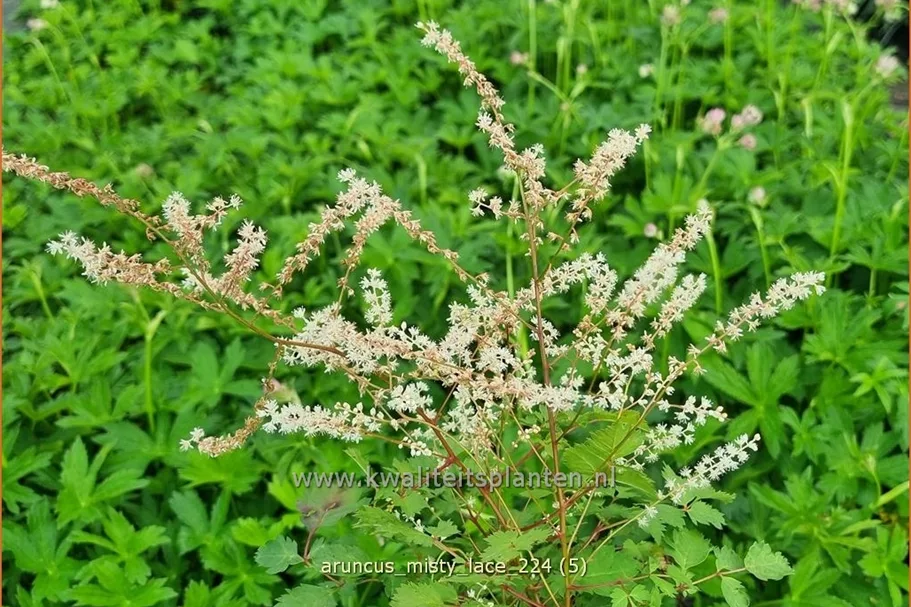 Aruncus aethusifolius 'Misty Lace'®