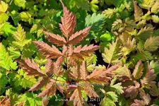 Aruncus aethusifolius 'Misty Lace'®