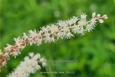 Aruncus aethusifolius 'Misty Lace'®