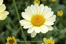 Anthemis hybrida 'Susanna Mitchel'