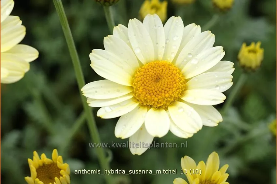 Anthemis hybrida 'Susanna Mitchel'