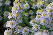 Aster ericoides 'Blue Star'