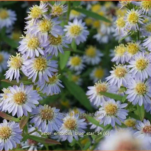 Aster ericoides 'Blue Star'