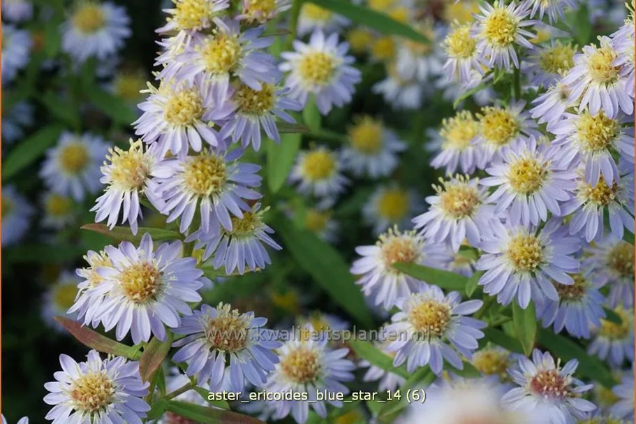 Aster ericoides 'Blue Star'