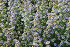 Aster ericoides 'Blue Star'