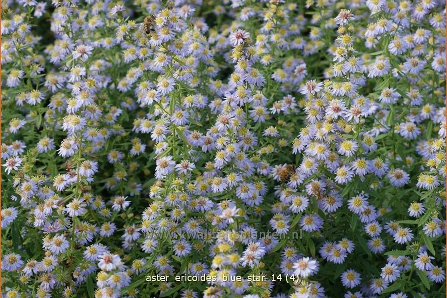 Aster ericoides 'Blue Star'
