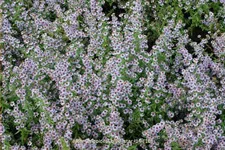 Aster ericoides 'Blue Star'