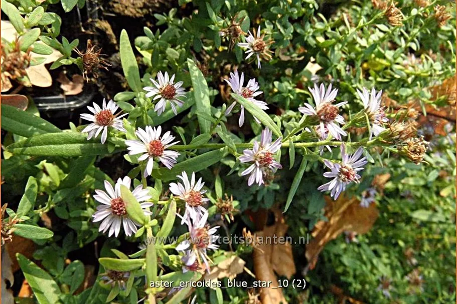 Aster ericoides 'Blue Star'