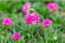 Armeria maritima 'Düsseldorfer Stolz'