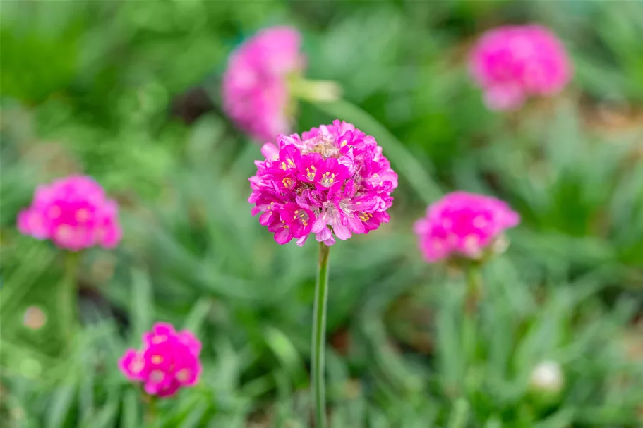 Armeria maritima 'Düsseldorfer Stolz'