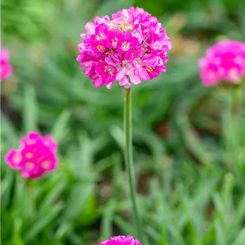 Armeria maritima 'Düsseldorfer Stolz'