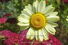 Anthemis hybrida 'Wargrave'