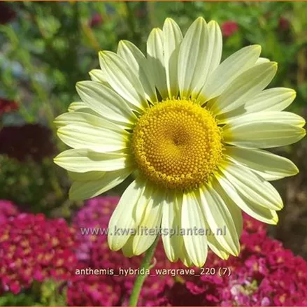 Anthemis hybrida 'Wargrave'