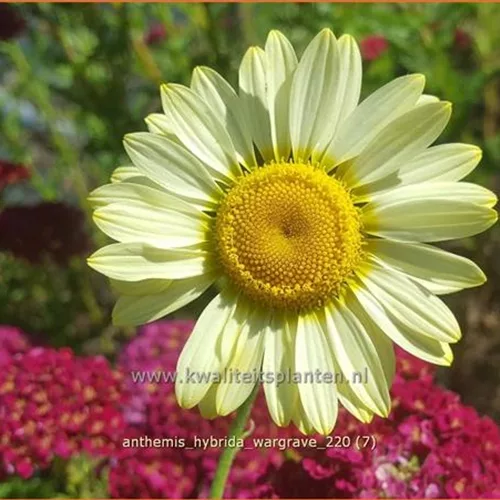 Anthemis hybrida 'Wargrave'