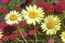 Anthemis hybrida 'Wargrave'