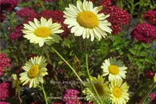 Anthemis hybrida 'Wargrave'