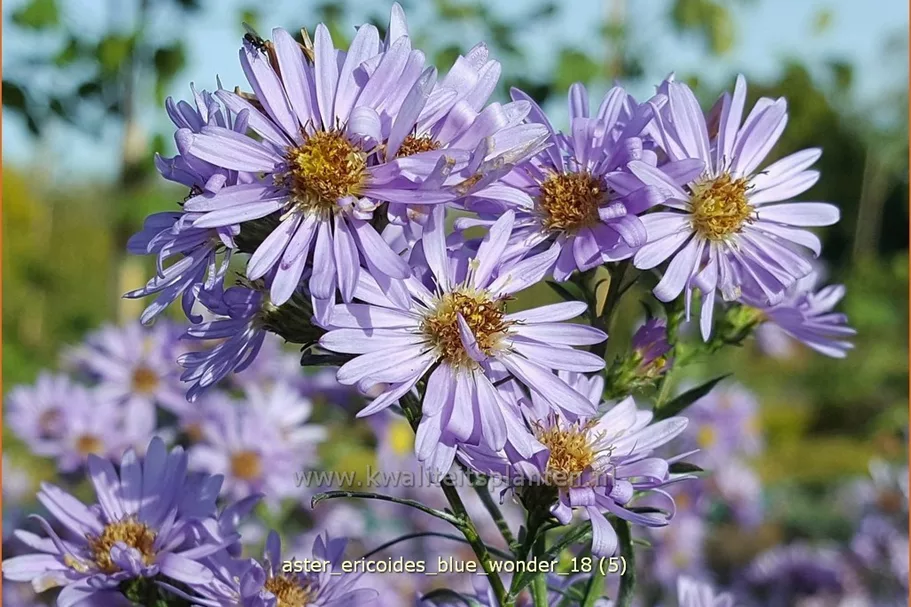 Aster ericoides 'Blue Wonder'