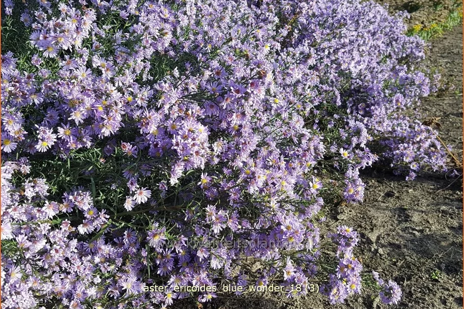 Aster ericoides 'Blue Wonder'