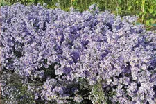 Aster ericoides 'Blue Wonder'