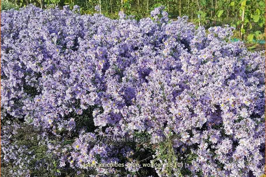 Aster ericoides 'Blue Wonder'