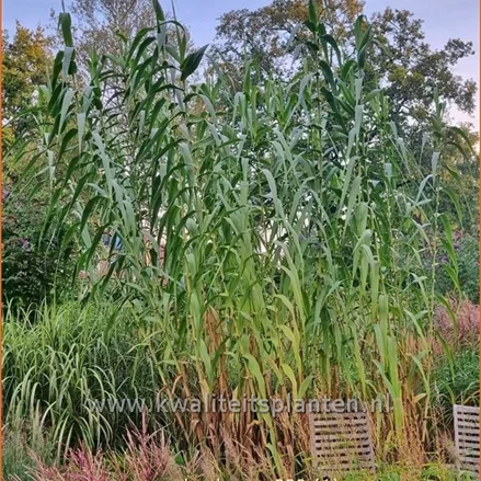 Arundo donax (pot 11 cm)