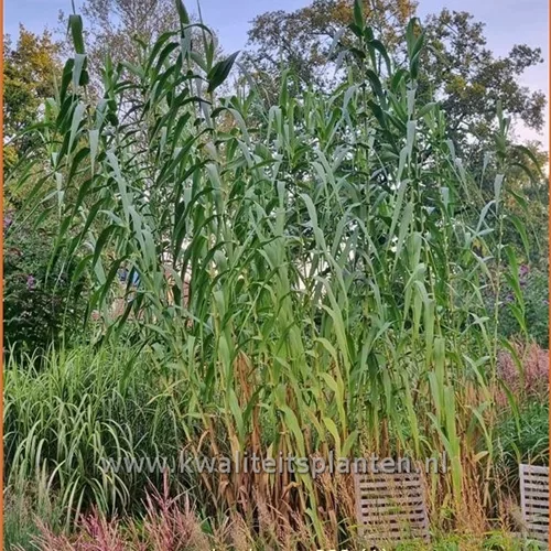 Arundo donax (pot 11 cm)