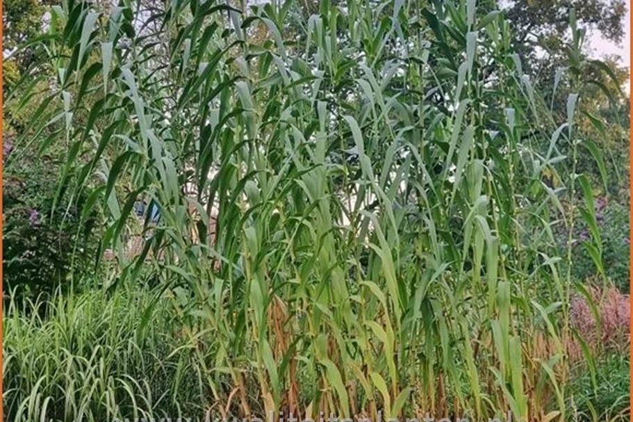Arundo donax (pot 11 cm)