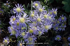 Aster ericoides 'Blue Wonder'