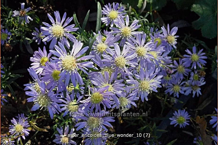 Aster ericoides 'Blue Wonder'