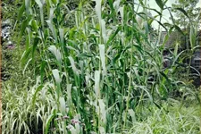 Arundo donax (pot 11 cm)