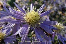 Aster ericoides 'Blue Wonder'
