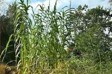 Arundo donax (pot 11 cm)