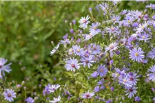 Aster ericoides 'Blue Wonder'