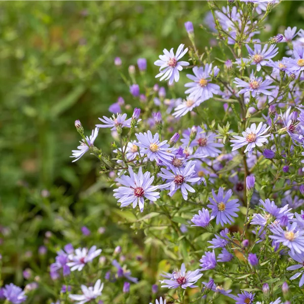 Aster ericoides 'Blue Wonder'